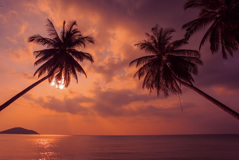 Taling Ngam beach, Koh Samui at sunset with palm trees